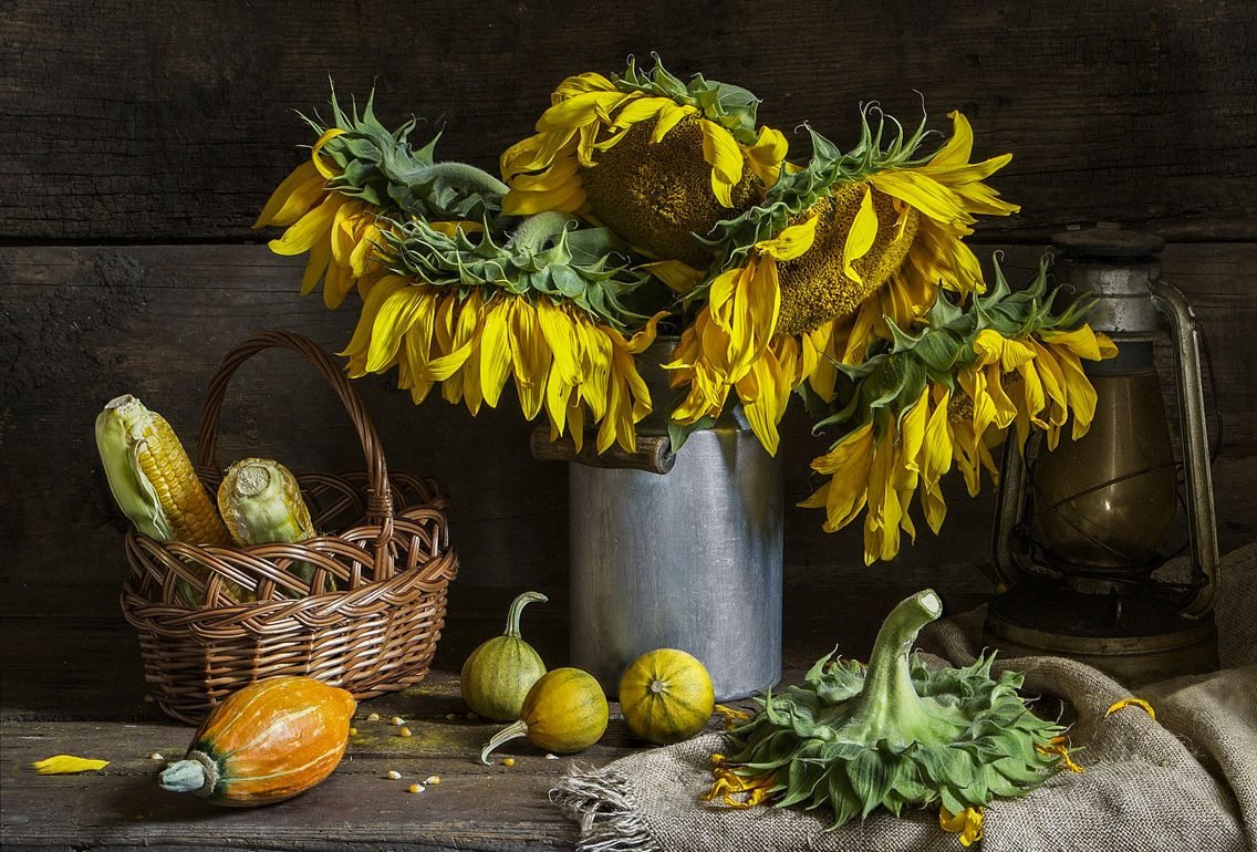 Fotografia Still Life - Girasole