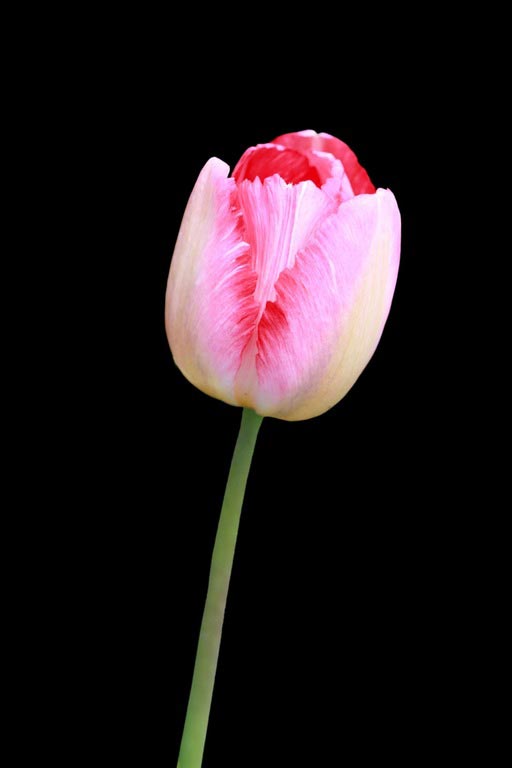 tulipano con sfondo nero